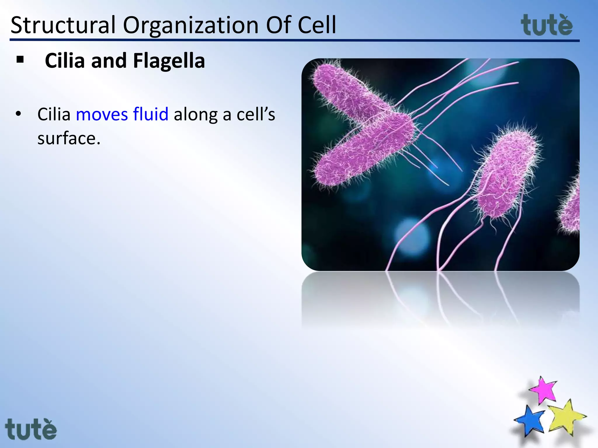Structural Organization Of Cell
 Cilia and Flagella
• Cilia moves fluid along a cell’s
surface.
 