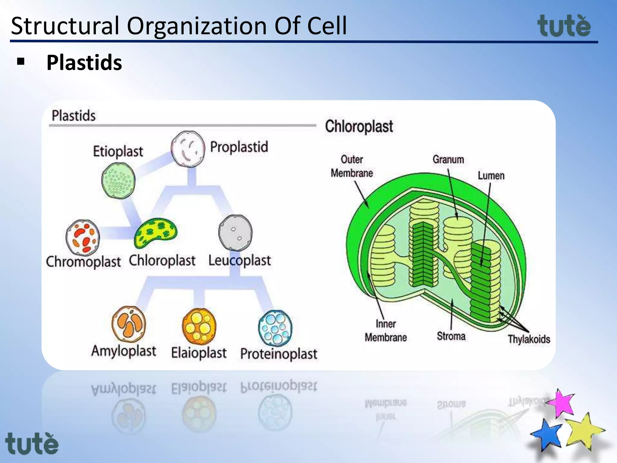 Structural Organization Of Cell
 Plastids
 