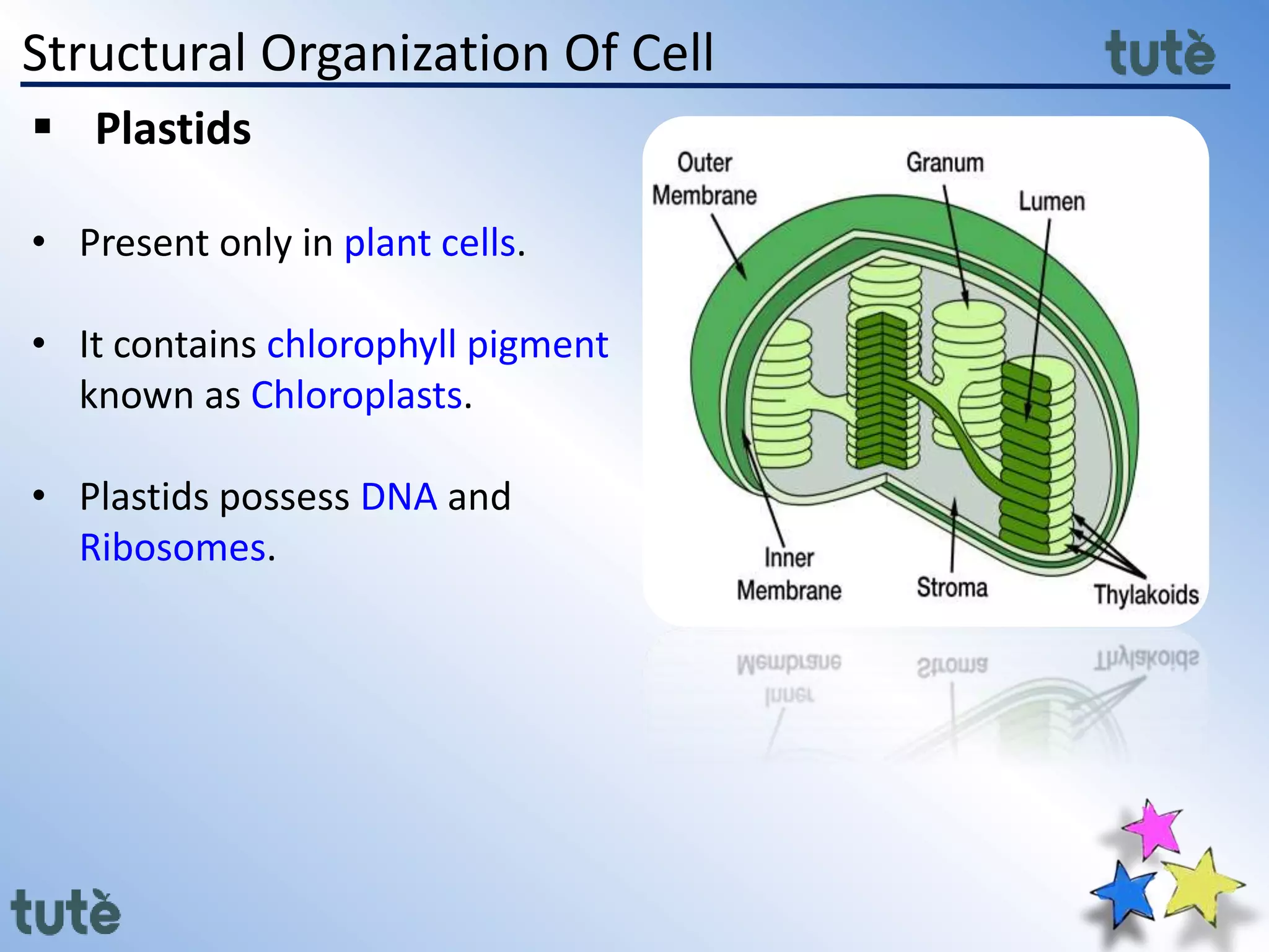 Structural Organization Of Cell
 Plastids
• Present only in plant cells.
• It contains chlorophyll pigment
known as Chloroplasts.
• Plastids possess DNA and
Ribosomes.
 
