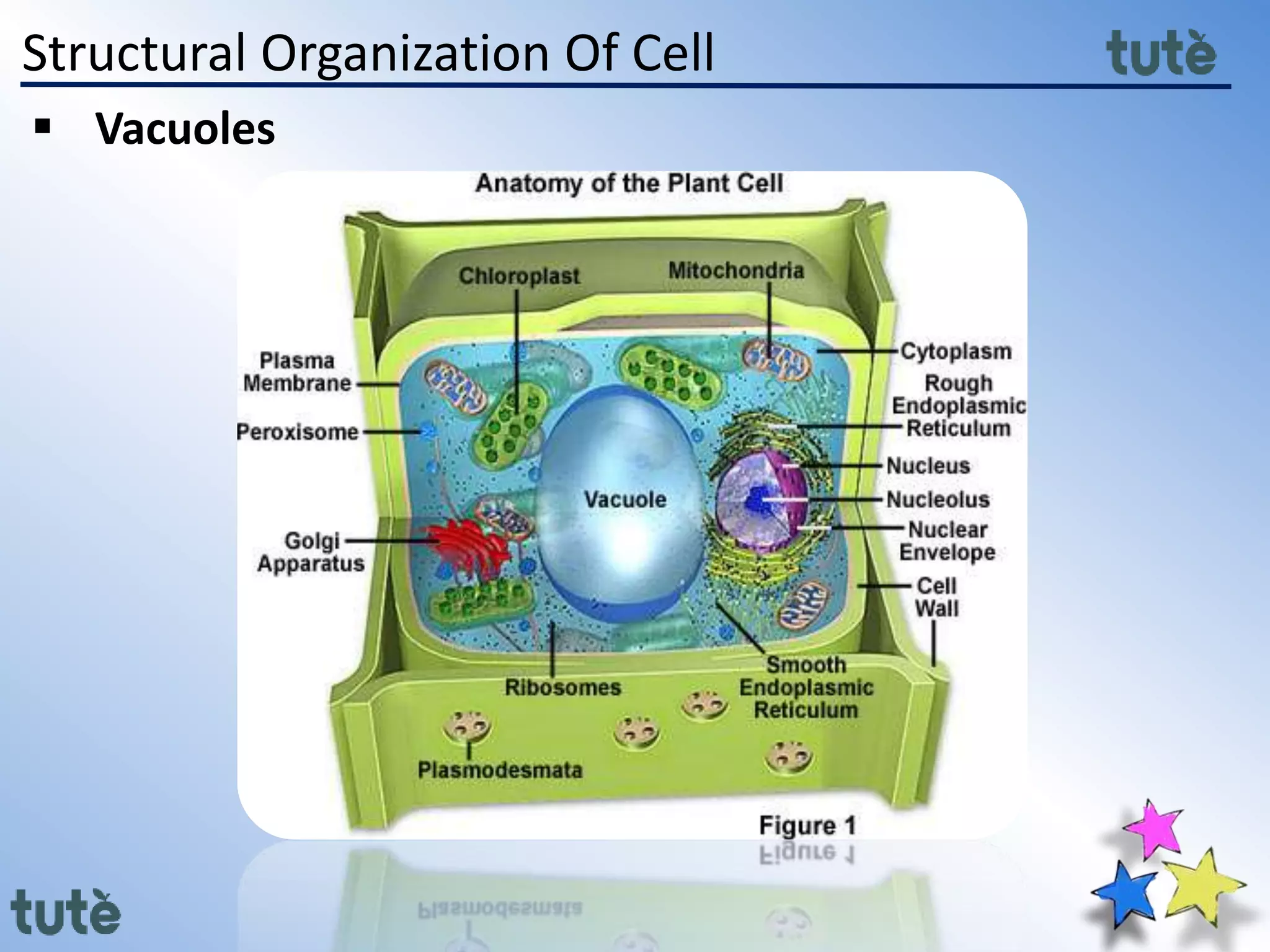 Structural Organization Of Cell
 Vacuoles
 