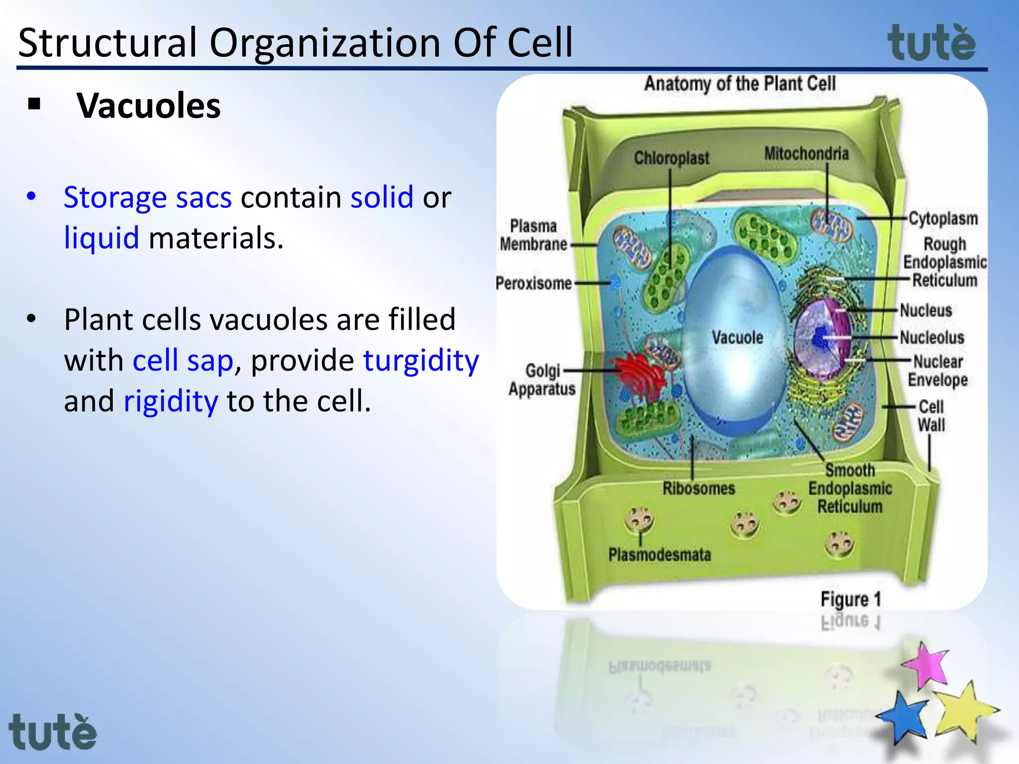 Structural Organization Of Cell
 Vacuoles
• Storage sacs contain solid or
liquid materials.
• Plant cells vacuoles are filled
with cell sap, provide turgidity
and rigidity to the cell.
 