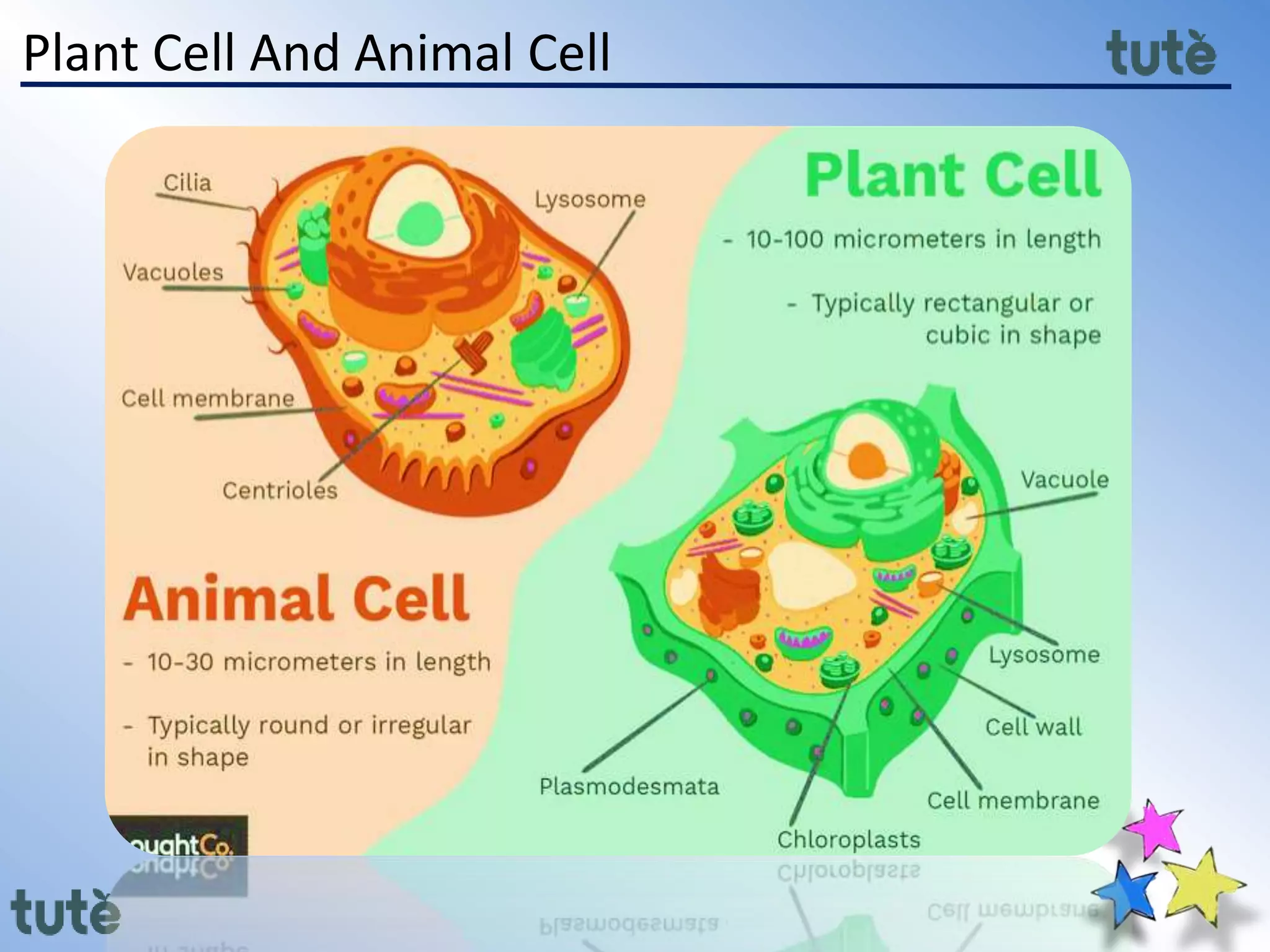 Plant Cell And Animal Cell
 