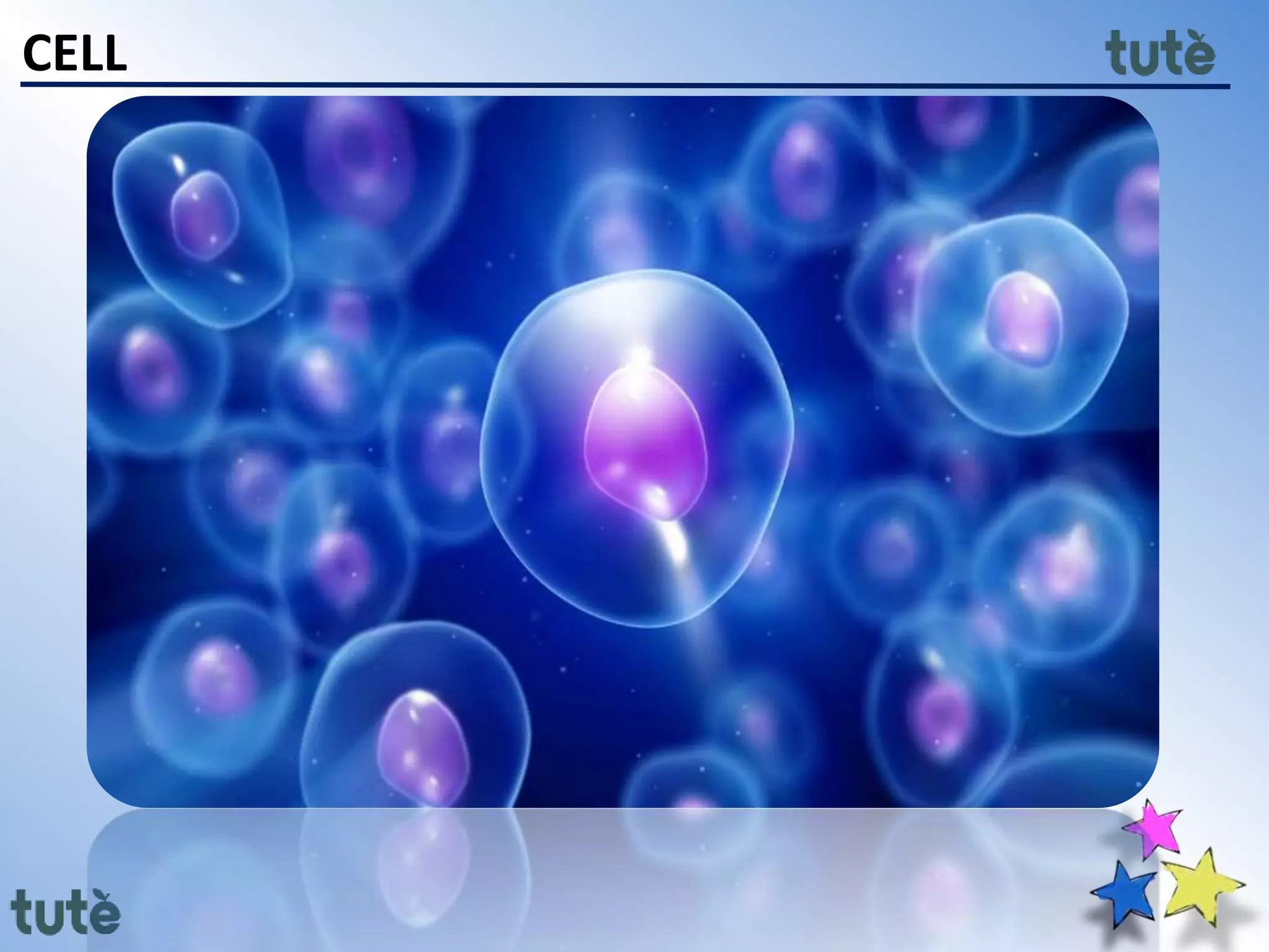 11th class Biology - Cell Structure and Function | PPTX
