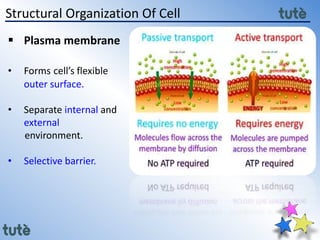 11th class Biology - Cell Structure and Function | PPTX