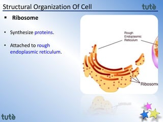 11th class Biology - Cell Structure and Function | PPTX