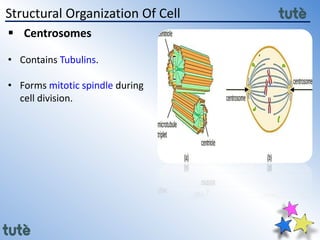 11th class Biology - Cell Structure and Function | PPTX