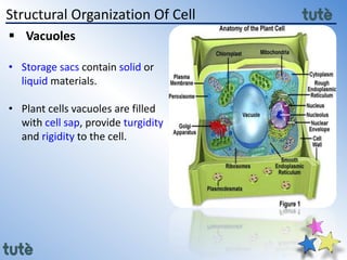 Liquid Cell Structure 11th class Biology - Cell Structure and Function | PPTX