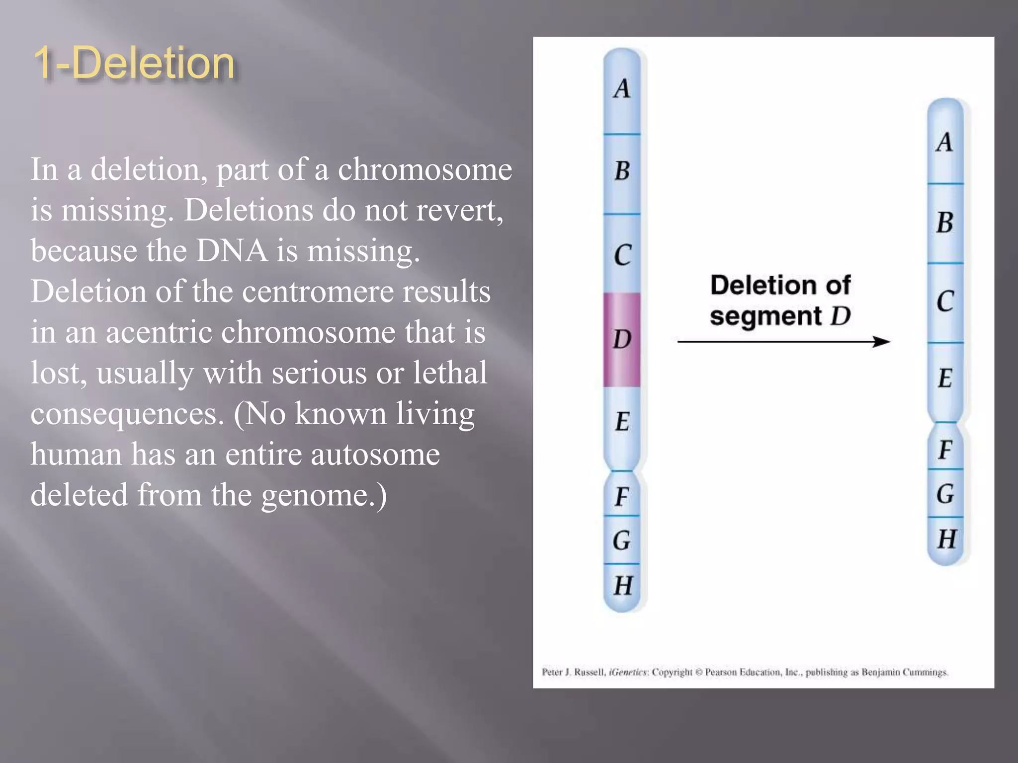 1-Deletion 
In a deletion, part of a chromosome 
is missing. Deletions do not revert, 
because the DNA is missing. 
Deletion of the centromere results 
in an acentric chromosome that is 
lost, usually with serious or lethal 
consequences. (No known living 
human has an entire autosome 
deleted from the genome.) 
 