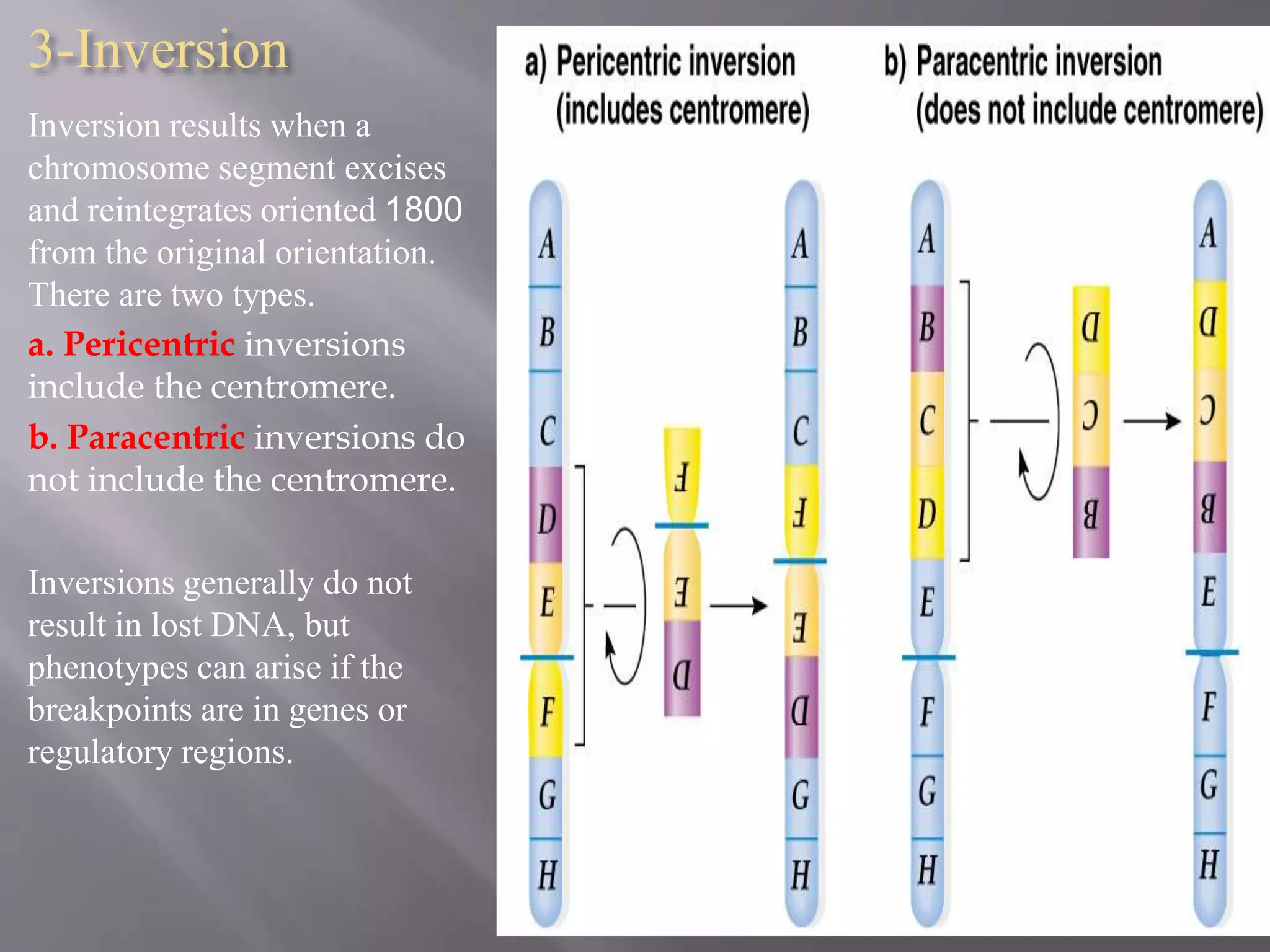 3-Inversion 
Inversion results when a 
chromosome segment excises 
and reintegrates oriented 1800 
from the original orientation. 
There are two types. 
a. Pericentric inversions 
include the centromere. 
b. Paracentric inversions do 
not include the centromere. 
Inversions generally do not 
result in lost DNA, but 
phenotypes can arise if the 
breakpoints are in genes or 
regulatory regions. 
 