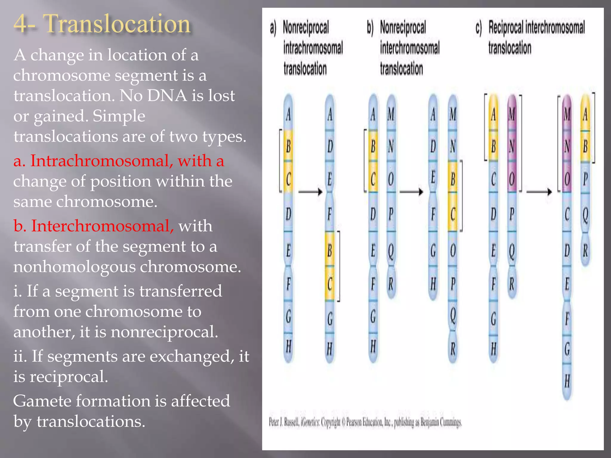 4- Translocation 
A change in location of a 
chromosome segment is a 
translocation. No DNA is lost 
or gained. Simple 
translocations are of two types. 
a. Intrachromosomal, with a 
change of position within the 
same chromosome. 
b. Interchromosomal, with 
transfer of the segment to a 
nonhomologous chromosome. 
i. If a segment is transferred 
from one chromosome to 
another, it is nonreciprocal. 
ii. If segments are exchanged, it 
is reciprocal. 
Gamete formation is affected 
by translocations. 
 