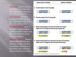 Types of Gene Mutations 
a. Transitions convert a purine-pyrimidine 
pair to the other 
purine-pyrimidine pair (e.g., 
AT to GC or TA to CG). 
b. Transversions convert a 
purine-pyrimidine pair to a 
pyrimidine-purine pair (e.g., 
AT to TA, or AT to CG). 
c. Missense mutations have a 
base-pair change resulting in 
a different mRNA codon, and 
therefore a different amino 
acid in the protein. 
d. Nonsense mutations change a 
codon in the ORF to a stop 
(nonsense) codon, resulting 
in premature termination of 
translation, and a truncated 
(often nonfunctional) protein 
 