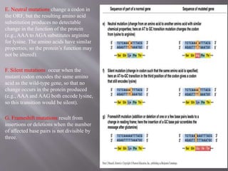E. Neutral mutations change a codon in 
the ORF, but the resulting amino acid 
substitution produces no detectable 
change in the function of the protein 
(e.g., AAA to AGA substitutes arginine 
for lysine. The amino acids have similar 
properties, so the protein’s function may 
not be altered). 
F. Silent mutations occur when the 
mutant codon encodes the same amino 
acid as the wild-type gene, so that no 
change occurs in the protein produced 
(e.g., AAA and AAG both encode lysine, 
so this transition would be silent). 
G. Frameshift mutations result from 
insertions or deletions when the number 
of affected base pairs is not divisible by 
three. 
 