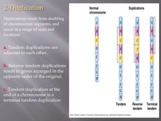 2-Duplication 
Duplications result from doubling 
of chromosomal segments, and 
occur in a range of sizes and 
locations. 
a. Tandem duplications are 
adjacent to each other. 
b. Reverse tandem duplications 
result in genes arranged in the 
opposite order of the original. 
c. Tandem duplication at the 
end of a chromosome is a 
terminal tandem duplication 
 