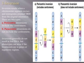 3-Inversion 
Inversion results when a 
chromosome segment excises 
and reintegrates oriented 1800 
from the original orientation. 
There are two types. 
a. Pericentric inversions 
include the centromere. 
b. Paracentric inversions do 
not include the centromere. 
Inversions generally do not 
result in lost DNA, but 
phenotypes can arise if the 
breakpoints are in genes or 
regulatory regions. 
 