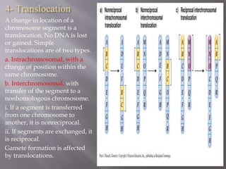 4- Translocation 
A change in location of a 
chromosome segment is a 
translocation. No DNA is lost 
or gained. Simple 
translocations are of two types. 
a. Intrachromosomal, with a 
change of position within the 
same chromosome. 
b. Interchromosomal, with 
transfer of the segment to a 
nonhomologous chromosome. 
i. If a segment is transferred 
from one chromosome to 
another, it is nonreciprocal. 
ii. If segments are exchanged, it 
is reciprocal. 
Gamete formation is affected 
by translocations. 
 