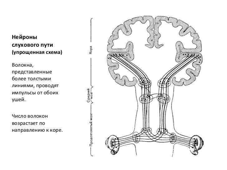 Слуховой путь схема. Упрощенная схема слухового пути. II Нейроны слухового пути.