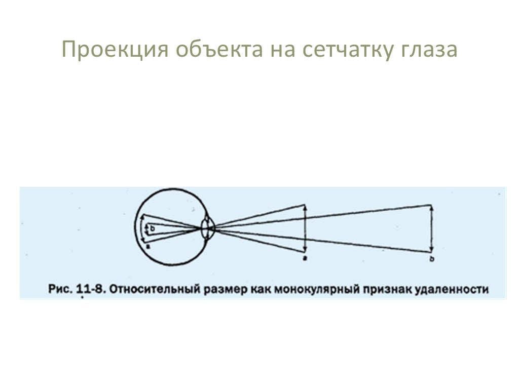 Какое изображение получается на сетчатке глаза человека. Проекция изображения на сетчатку. проекция на сетчатку глаза. изображение на сетчатке глаза. перевернутое изображение на сетчатке глаза.