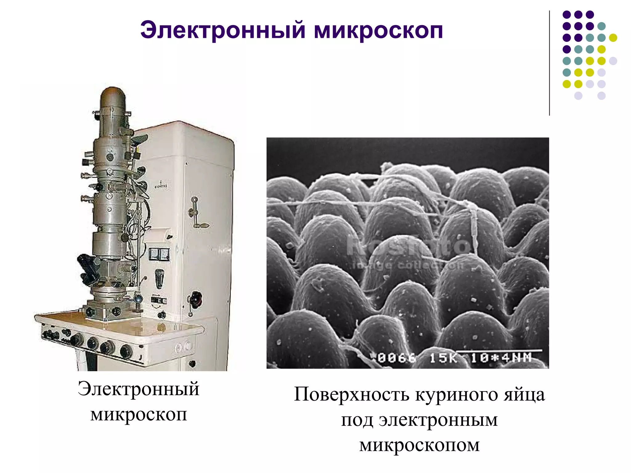 Электронный микроскоп Электронный микроскоп Поверхность куриного яйца под электронным микроскопом 