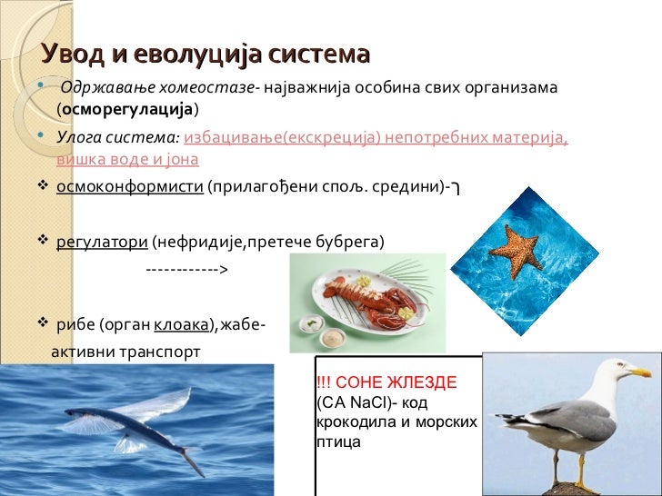 Систем органа за излучивање