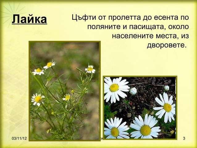 билки 1