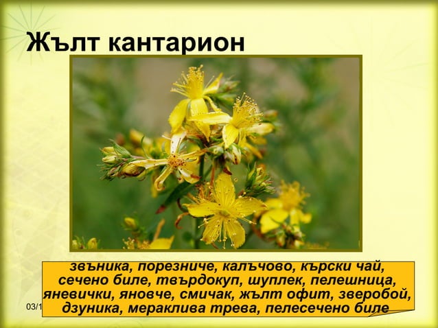 билки 1