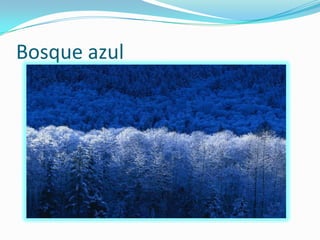 Bosque azul