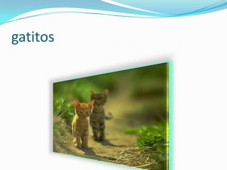 gatitos