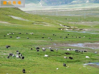 藏北牧場




 迷
 人
 的
 西
 藏
 