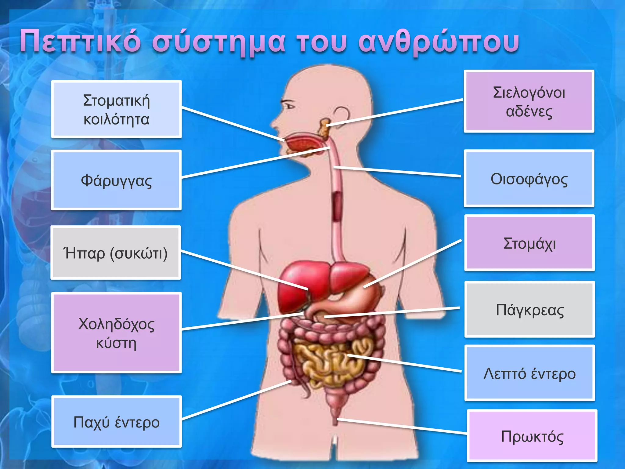 Σηεινγόλνη
  Σηνκαηηθή
                   αδέλεο
  θνηιόηεηα


  Φάξπγγαο      Οηζνθάγνο



                  Σηνκάρη
Ήπαξ (ζπθώηη)


                 Πάγθξεαο
 Φνιεδόρνο
   θύζηε
                Λεπηό έληεξν


 Παρύ έληεξν
                  Πξσθηόο
 