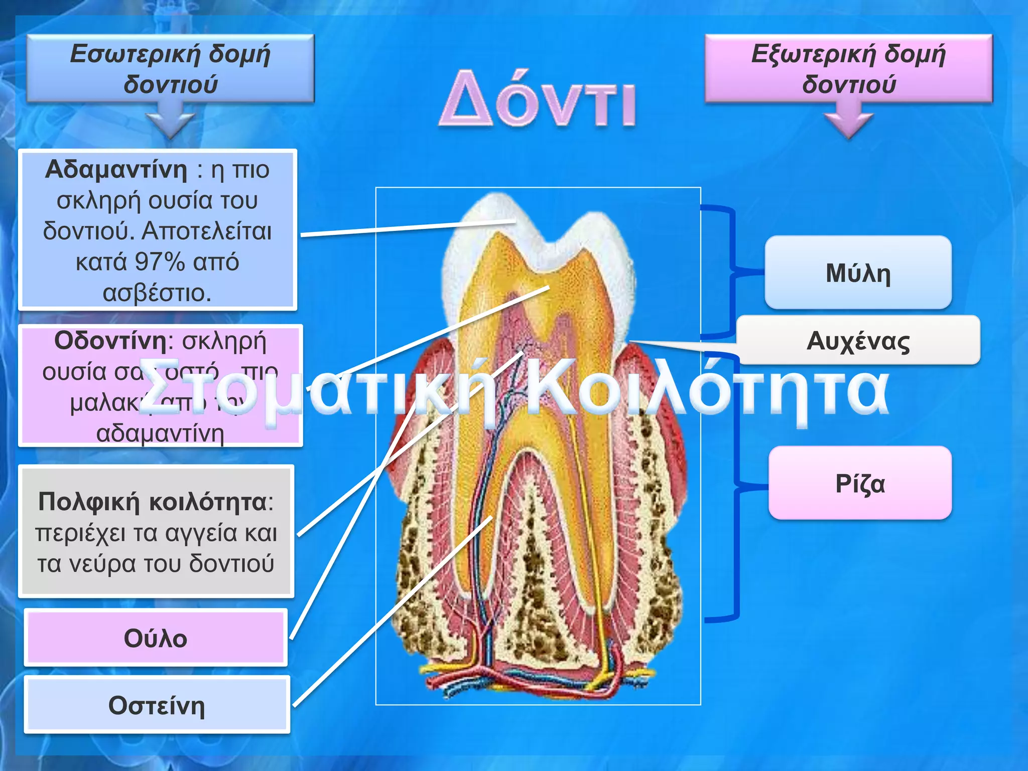 Εζωηεπική δομή        Εξωηεπική δομή
      δονηιού               δονηιού


Αδαμανηίνε : ε πην
 ζθιεξή νπζία ηνπ
δνληηνύ. Απνηειείηαη
  θαηά 97% από                Μύλε
     αζβέζηην.
 Οδονηίνε: ζθιεξή            Αςσέναρ
νπζία ζαλ νζηό , πην
  καιαθή από ηελ
    αδακαληίλε
                               Ρίδα
Πολθική κοιλόηεηα:
πεξηέρεη ηα αγγεία θαη
ηα λεύξα ηνπ δνληηνύ

        Ούλο

      Οζηείνε
 