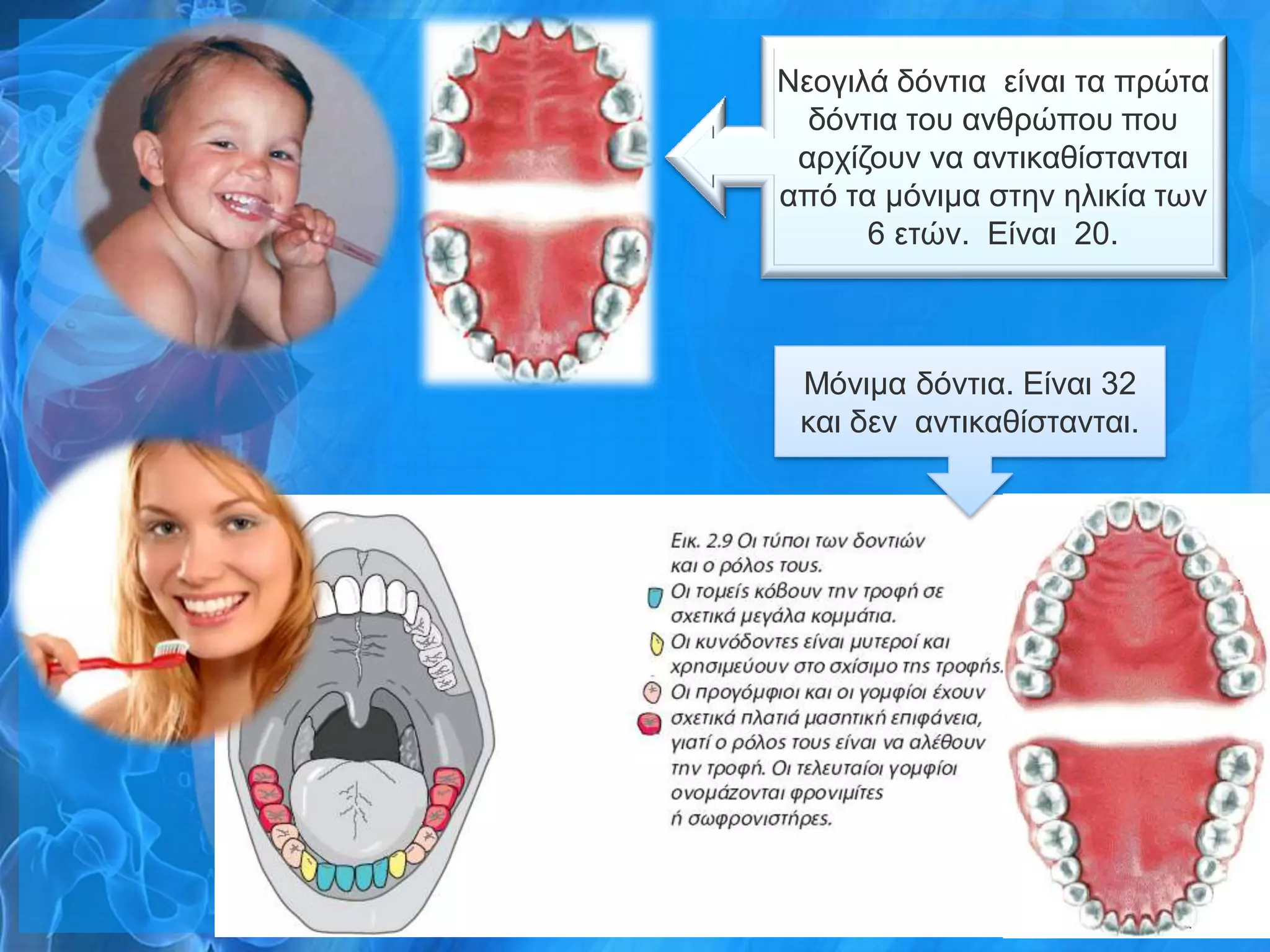 Νενγηιά δόληηα είλαη ηα πξώηα
  δόληηα ηνπ αλζξώπνπ πνπ
 αξρίδνπλ λα αληηθαζίζηαληαη
από ηα κόληκα ζηελ ειηθία ησλ
      6 εηώλ. Δίλαη 20.



 Μόληκα δόληηα. Δίλαη 32
 θαη δελ αληηθαζίζηαληαη.
 