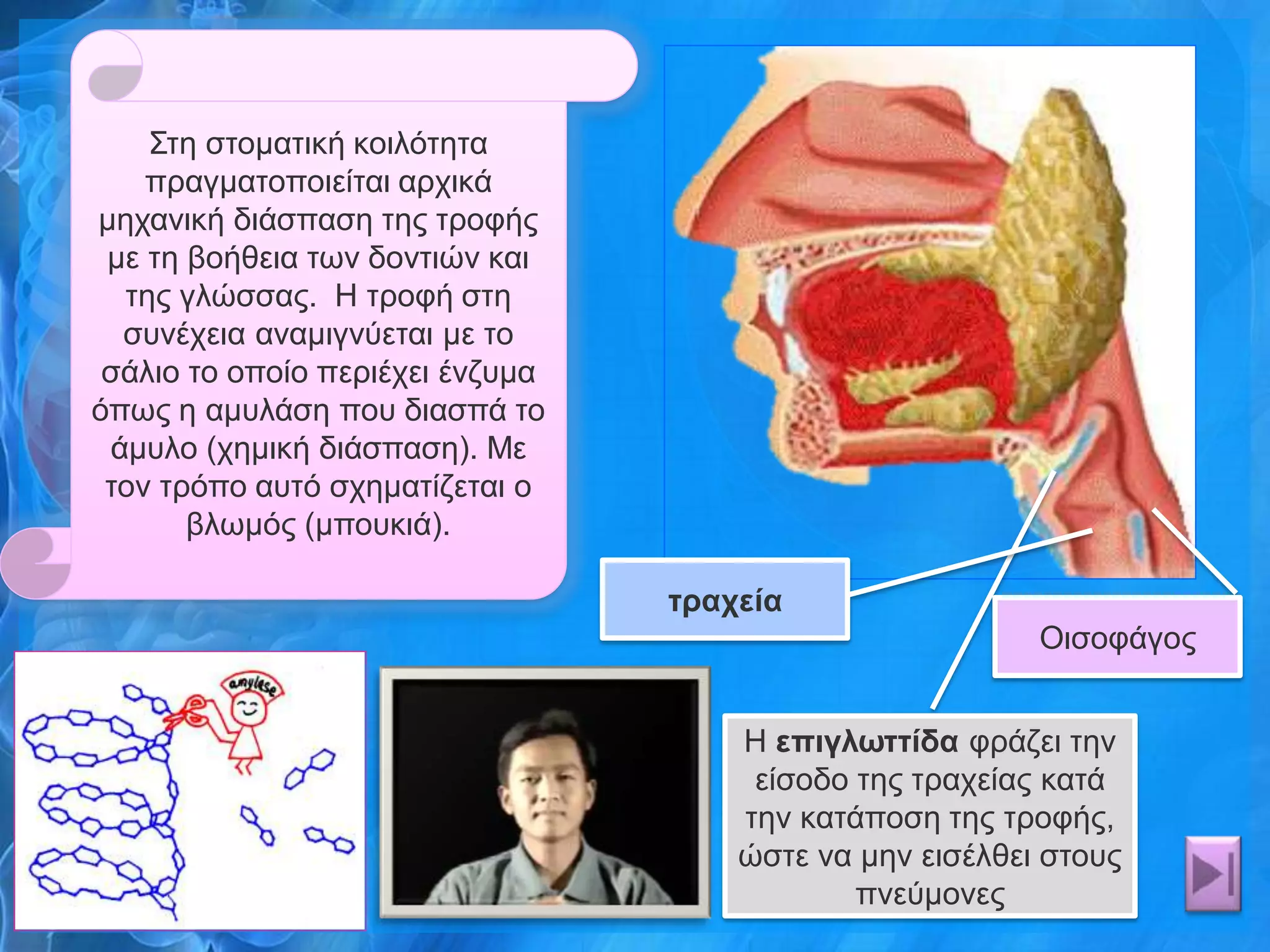Σηε ζηνκαηηθή θνηιόηεηα
    πξαγκαηνπνηείηαη αξρηθά
κεραληθή δηάζπαζε ηεο ηξνθήο
 κε ηε βνήζεηα ησλ δνληηώλ θαη
  ηεο γιώζζαο. Η ηξνθή ζηε
  ζπλέρεηα αλακηγλύεηαη κε ην
 ζάιην ην νπνίν πεξηέρεη έλδπκα
όπσο ε ακπιάζε πνπ δηαζπά ην
 άκπιν (ρεκηθή δηάζπαζε). Με
 ηνλ ηξόπν απηό ζρεκαηίδεηαη ν
       βισκόο (κπνπθηά).

                                  ηπασεία
                                                          Οηζνθάγνο


                                      Η επιγλυηηίδα θξάδεη ηελ
                                       είζνδν ηεο ηξαρείαο θαηά
                                      ηελ θαηάπνζε ηεο ηξνθήο,
                                      ώζηε λα κελ εηζέιζεη ζηνπο
                                              πλεύκνλεο
 