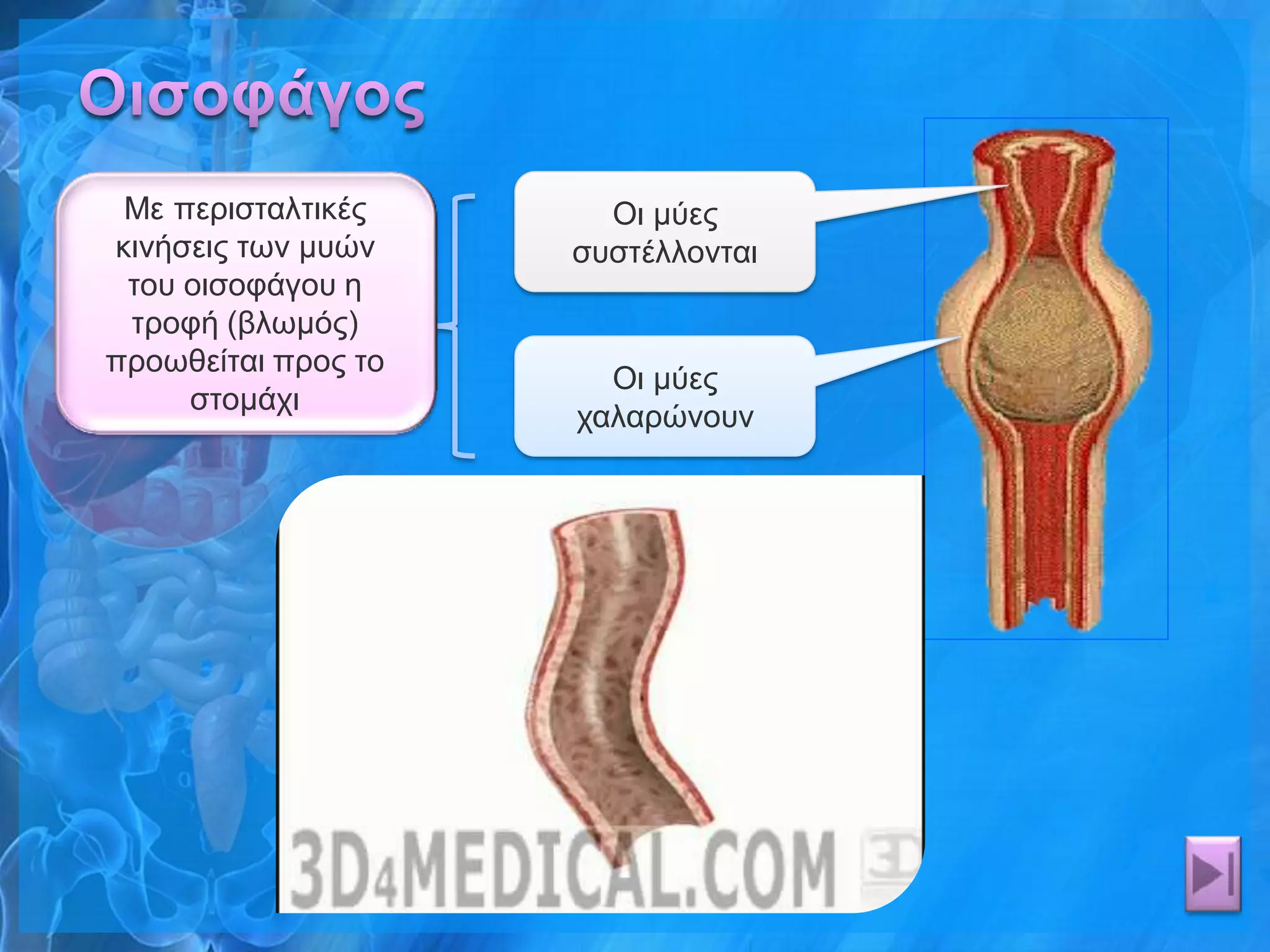 Με πεξηζηαιηηθέο      Οη κύεο
θηλήζεηο ησλ κπώλ    ζπζηέιινληαη
 ηνπ νηζνθάγνπ ε
 ηξνθή (βισκόο)
πξνσζείηαη πξνο ην
                       Οη κύεο
     ζηνκάρη
                     ραιαξώλνπλ
 