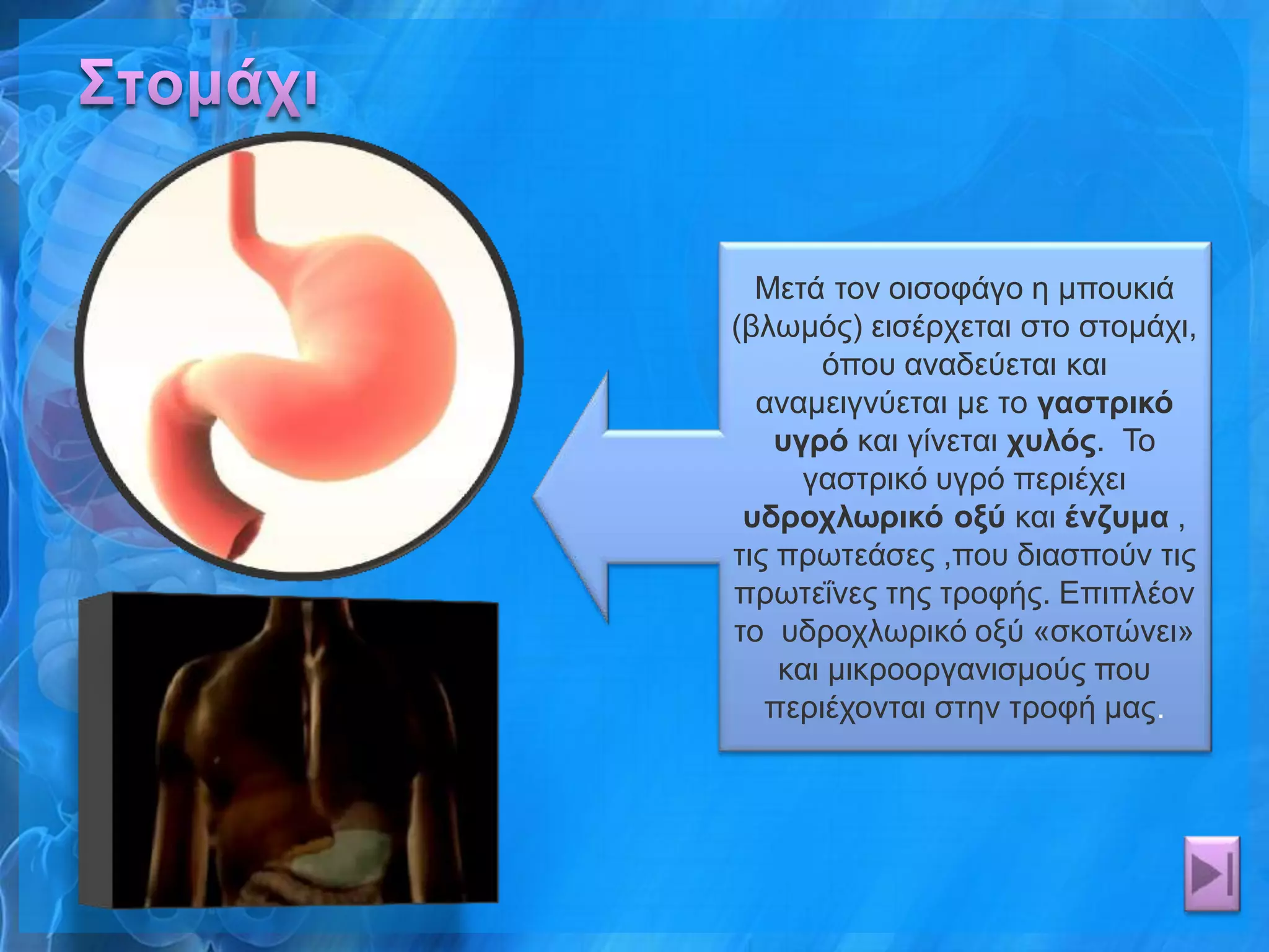 Μεηά ηνλ νηζνθάγν ε κπνπθηά
(βισκόο) εηζέξρεηαη ζην ζηνκάρη,
       όπνπ αλαδεύεηαη θαη
  αλακεηγλύεηαη κε ην γαζηπικό
    ςγπό θαη γίλεηαη σςλόρ. Τν
      γαζηξηθό πγξό πεξηέρεη
 ςδποσλυπικό οξύ θαη ένδςμα ,
ηηο πξσηεάζεο ,πνπ δηαζπνύλ ηηο
πξσηεΐλεο ηεο ηξνθήο. Δπηπιένλ
ην πδξνρισξηθό νμύ «ζθνηώλεη»
    θαη κηθξννξγαληζκνύο πνπ
   πεξηέρνληαη ζηελ ηξνθή καο.
 