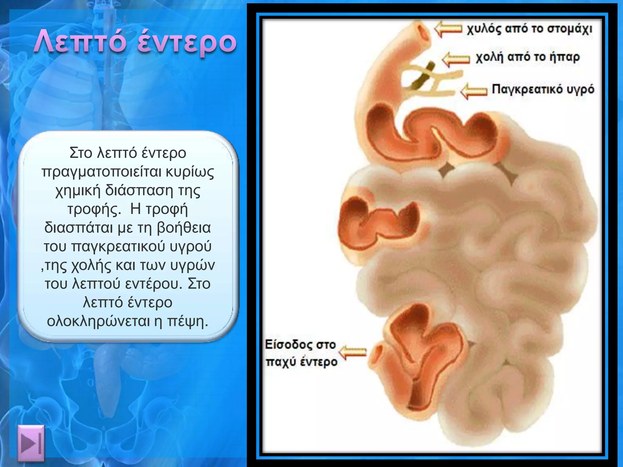 Σην ιεπηό έληεξν
πξαγκαηνπνηείηαη θπξίσο
   ρεκηθή δηάζπαζε ηεο
    ηξνθήο. Η ηξνθή
 δηαζπάηαη κε ηε βνήζεηα
 ηνπ παγθξεαηηθνύ πγξνύ
,ηεο ρνιήο θαη ησλ πγξώλ
 ηνπ ιεπηνύ εληέξνπ. Σην
       ιεπηό έληεξν
  νινθιεξώλεηαη ε πέςε.
 