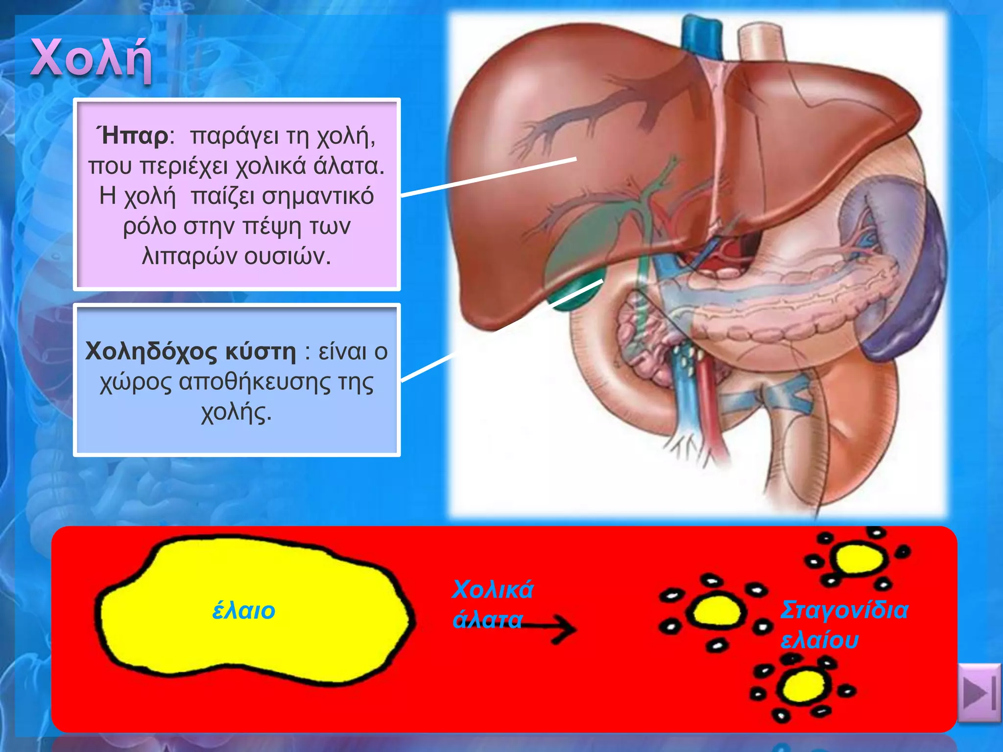 Ήπαπ: παξάγεη ηε ρνιή,
πνπ πεξηέρεη ρνιηθά άιαηα.
 Η ρνιή παίδεη ζεκαληηθό
   ξόιν ζηελ πέςε ησλ
    ιηπαξώλ νπζηώλ.


Χολεδόσορ κύζηε : είλαη ν
 ρώξνο απνζήθεπζεο ηεο
        ρνιήο.




                             Χολικά
          έλαιο              άλαηα    Σηαγονίδια
                                      ελαίου
 