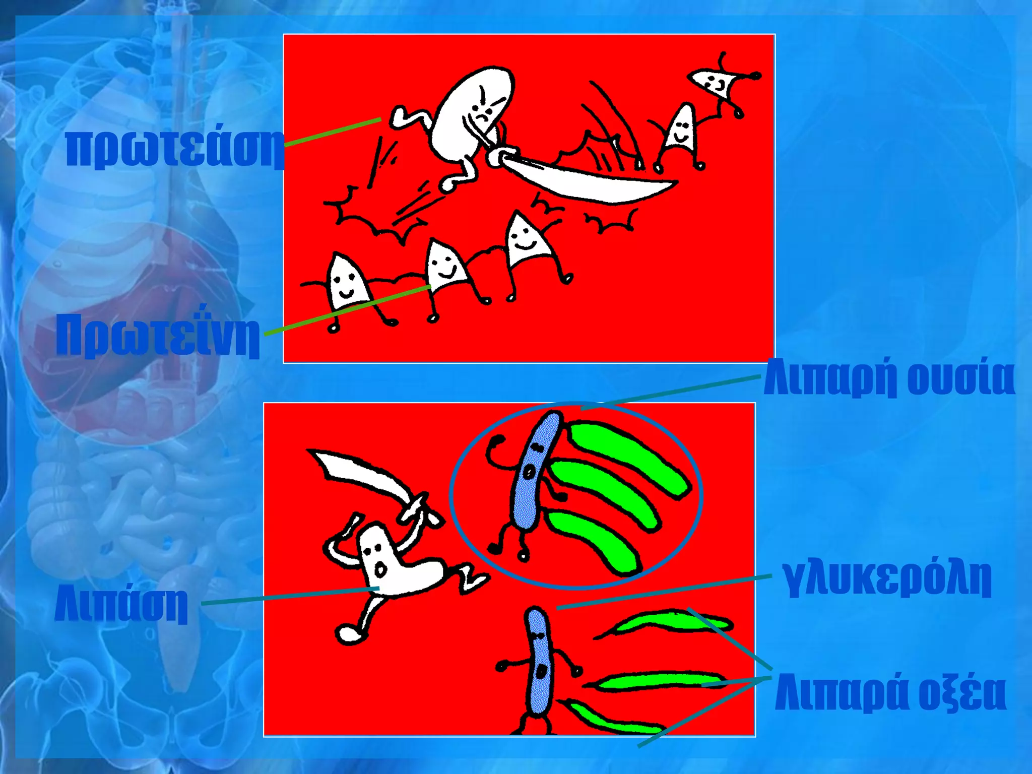 πρωτεάση


Πρωτεΐνη
           Λιπαρή ουσία



           γλυκερόλη
Λιπάση
           Λιπαρά οξέα
 