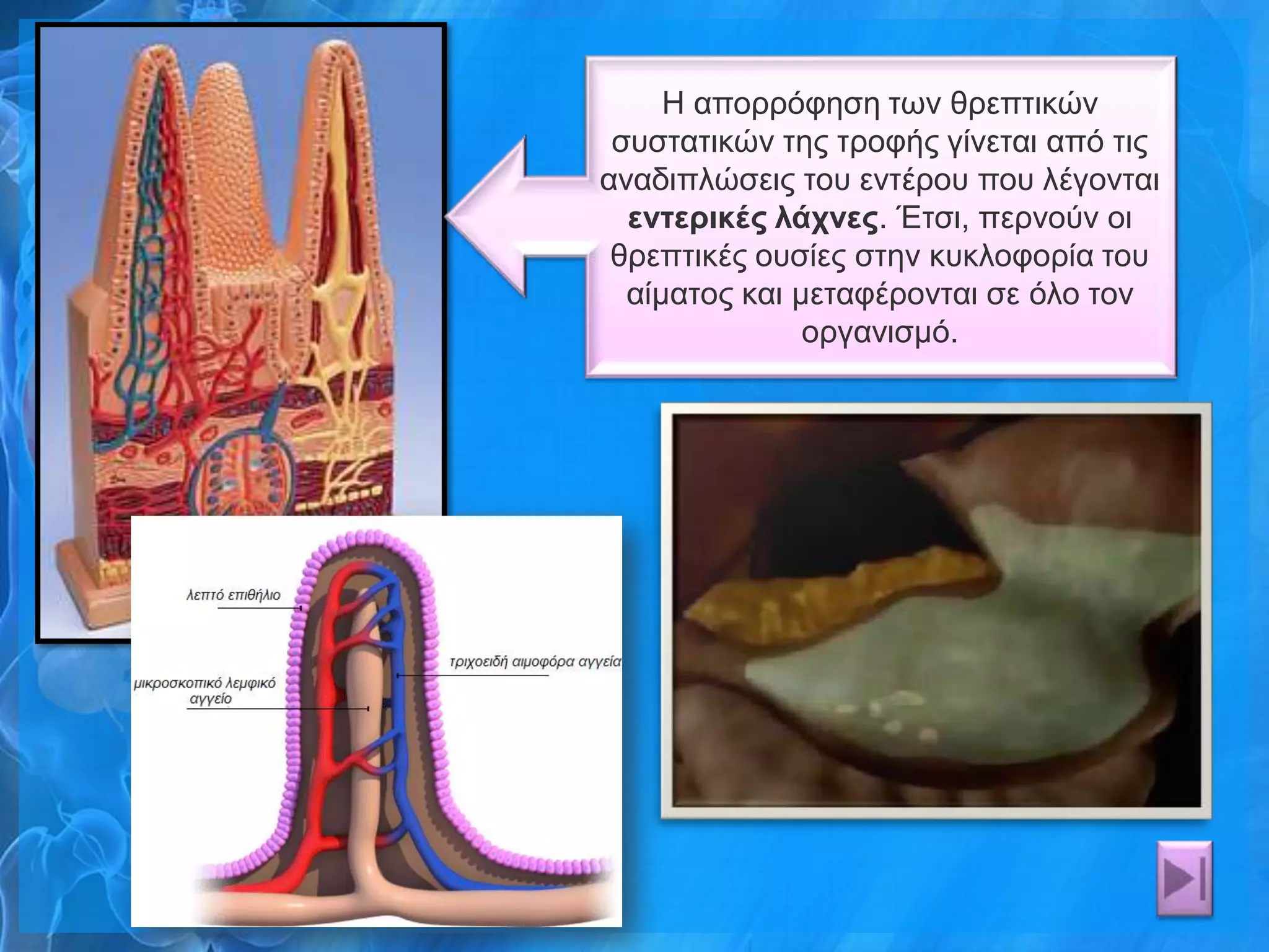 Η απνξξόθεζε ησλ ζξεπηηθώλ
 ζπζηαηηθώλ ηεο ηξνθήο γίλεηαη από ηηο
αλαδηπιώζεηο ηνπ εληέξνπ πνπ ιέγνληαη
  ενηεπικέρ λάσνερ. Έηζη, πεξλνύλ νη
 ζξεπηηθέο νπζίεο ζηελ θπθινθνξία ηνπ
  αίκαηνο θαη κεηαθέξνληαη ζε όιν ηνλ
               νξγαληζκό.
 