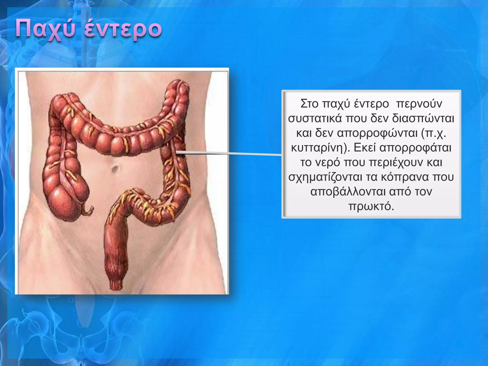 Σην παρύ έληεξν πεξλνύλ
ζπζηαηηθά πνπ δελ δηαζπώληαη
 θαη δελ απνξξνθώληαη (π.ρ.
θπηηαξίλε). Δθεί απνξξνθάηαη
  ην λεξό πνπ πεξηέρνπλ θαη
ζρεκαηίδνληαη ηα θόπξαλα πνπ
    απνβάιινληαη από ηνλ
           πξσθηό.
 
