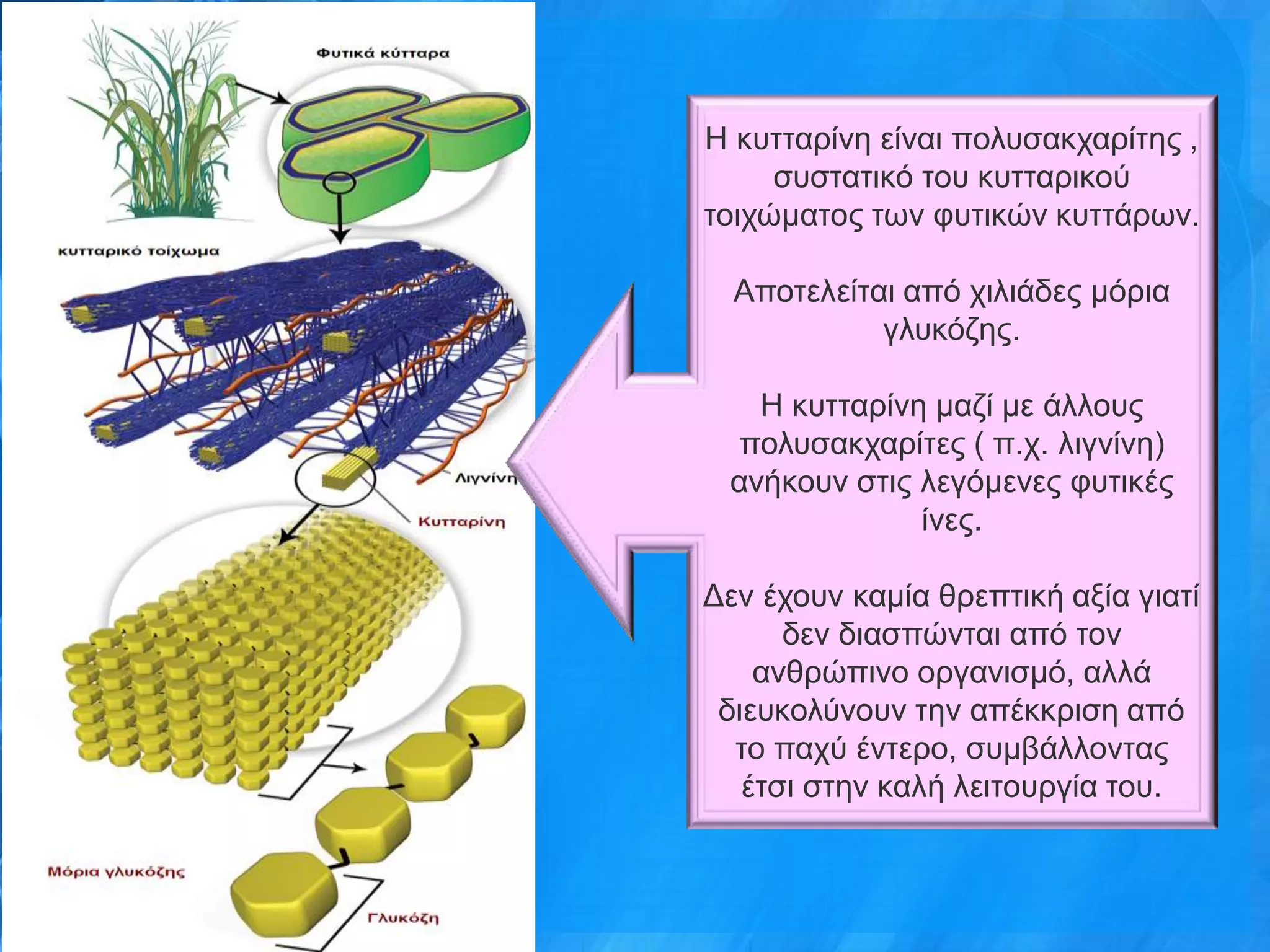 Η θπηηαξίλε είλαη πνιπζαθραξίηεο ,
     ζπζηαηηθό ηνπ θπηηαξηθνύ
ηνηρώκαηνο ησλ θπηηθώλ θπηηάξσλ.

  Απνηειείηαη από ρηιηάδεο κόξηα
            γιπθόδεο.

   Η θπηηαξίλε καδί κε άιινπο
 πνιπζαθραξίηεο ( π.ρ. ιηγλίλε)
 αλήθνπλ ζηηο ιεγόκελεο θπηηθέο
              ίλεο.

Γελ έρνπλ θακία ζξεπηηθή αμία γηαηί
      δελ δηαζπώληαη από ηνλ
    αλζξώπηλν νξγαληζκό, αιιά
 δηεπθνιύλνπλ ηελ απέθθξηζε από
  ην παρύ έληεξν, ζπκβάιινληαο
   έηζη ζηελ θαιή ιεηηνπξγία ηνπ.
 