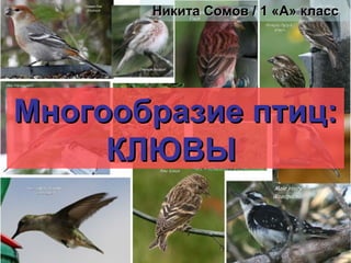 Никита Сомов / 1 «А» класс




Многообразие птиц:
     КЛЮВЫ
 