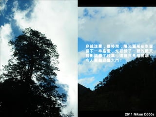 穿越迷霧，霎時間，陽光灑落在車窗
           留下一串晶瑩，炫彩傾了一碧的藍天
初極狹，纔通人；復行數十步，豁然開朗。
           剪影細節了枝葉，這裡只是個開端，
           令人驚豔迎賓大門 !




                    2011 Nikon D300s
 