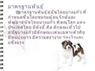 มาตรฐานพั น ธุ ์
         มาตรฐานพั น ธุ ์ ส ุ น ั ข ไทยบางแก้ ว ที ่
         
กำ า หนดขึ ้ น โดยชมรมผู ้ อ นุ ร ั ก ษ์ แ ละ
พั ฒ นาสุ น ั ข ไทยบางแก้ ว พิ ษ ณุ โ ลก แห่ ง
ประเทศไทย มี ด ั ง นี ้ คื อ ลั ก ษณะทั ่ ว ไป
สุ น ั ข บางแก้ ว มี ล ั ก ษณะเด่ น เฉพาะตั ว คื อ
มี ข นปุ ย ยาว มี ค วามสง่ า งาม ว่ อ งไวและ
แข็ ง แรง
 