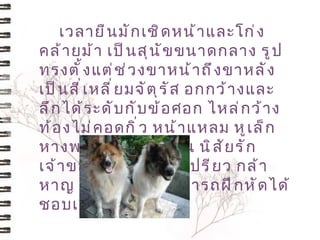 เวลายื น มั ก เชิ ด หน้ า และโก่ ง
คล้ า ยม้ า เป็ น สุ น ั ข ขนาดกลาง รู ป
ทรงตั ้ ง แต่ ช ่ ว งขาหน้ า ถึ ง ขาหลั ง
เป็ น สี ่ เ หลี ่ ย มจั ต ุ ร ั ส อกกว้ า งและ
ลึ ก ได้ ร ะดั บ กั บ ข้ อ ศอก ไหล่ ก ว้ า ง
ท้ อ งไม่ ค อดกิ ่ ว หน้ า แหลม หู เ ล็ ก
หางพวง ขนมี ส องชั ้ น นิ ส ั ย รั ก
เจ้ า ของ ฉลาดปราดเปรี ย ว กล้ า
หาญ ค่ อ นข้ า งดุ สามารถฝึ ก หั ด ได้
ชอบเล่ น นำ ้ า มาก
 