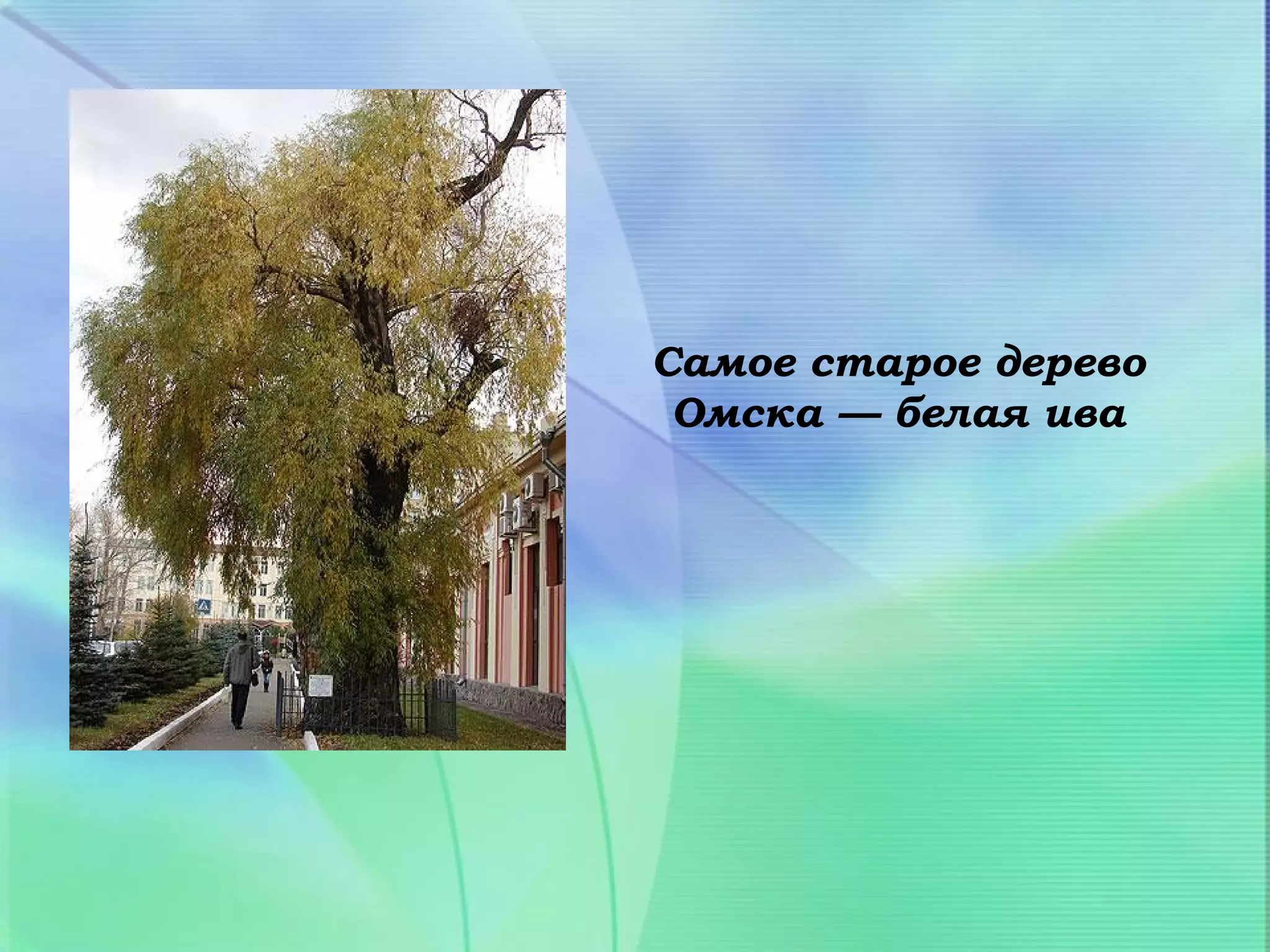 Самое старое дерево
 Омска — белая ива
 