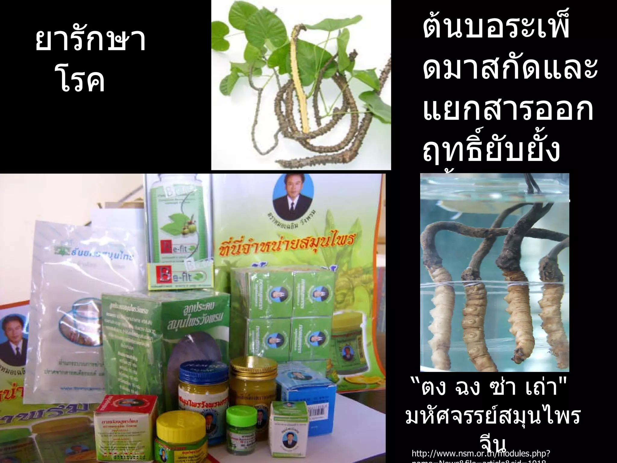 ยารักษา     ต้นบอระเพ็
 โรค        ดมาสกัดและ
            แยกสารออก
            ฤทธิ์ยบยั้ง
                   ั
            เชื้อ HIV-1
            ได้สำาเร็จ



          “ตง ฉง ซ่า เถ่า"
          มหัศจรรย์สมุนไพร
                 จีน
          http://www.nsm.or.th/modules.php?
 