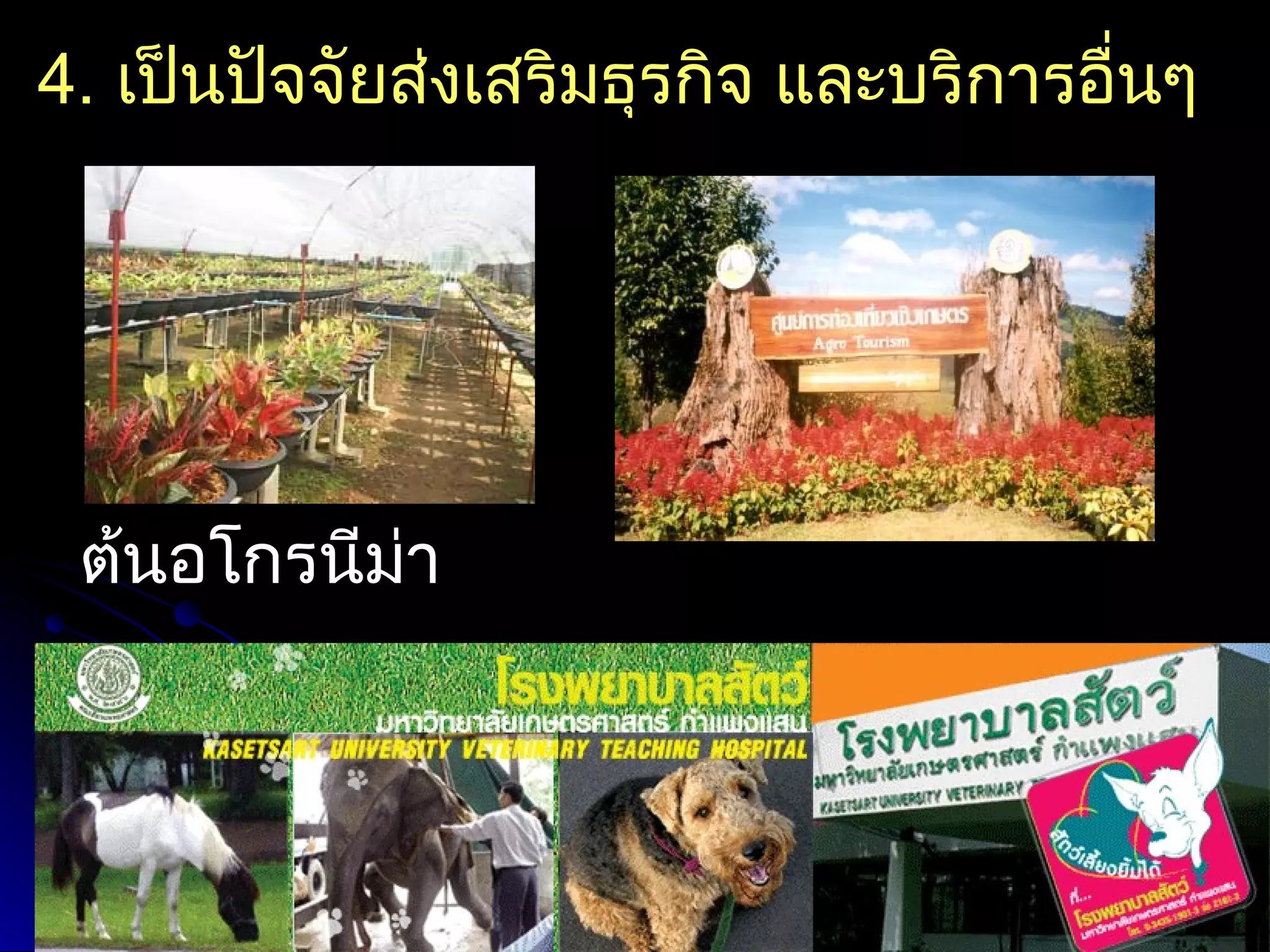 4. เป็นปัจจัยส่งเสริมธุรกิจ และบริการอื่นๆ
   




   




   




   




   


 ต้นอโกรนีม่า 
   




   




   
 
