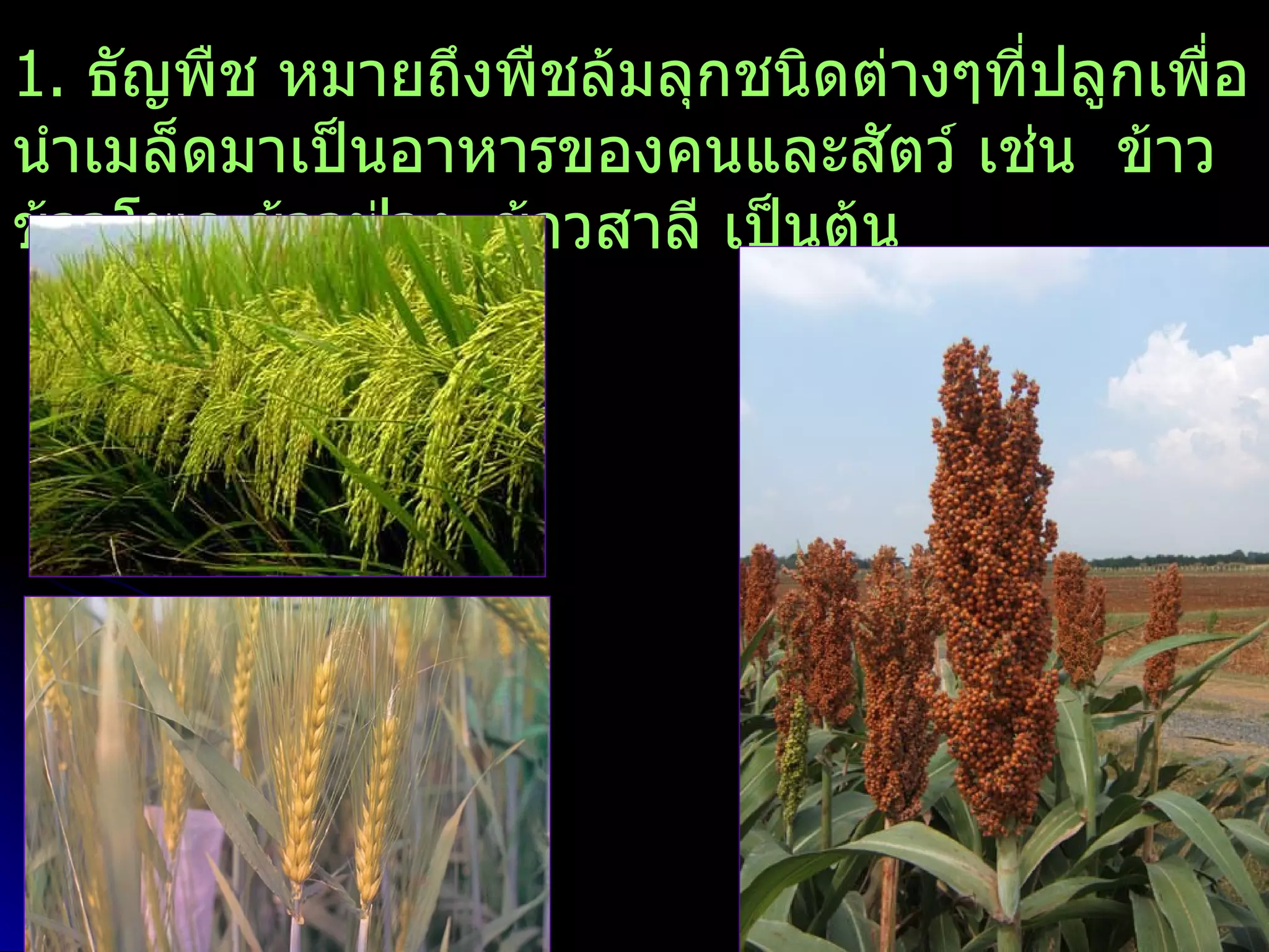 1. ธัญพืช หมายถึงพืชล้มลุกชนิดต่างๆที่ปลูกเพือ
                                             ่
นำาเมล็ดมาเป็นอาหารของคนและสัตว์ เช่น ข้าว
ข้าวโพด ข้าวฟ่าง ข้าวสาลี เป็นต้น
 