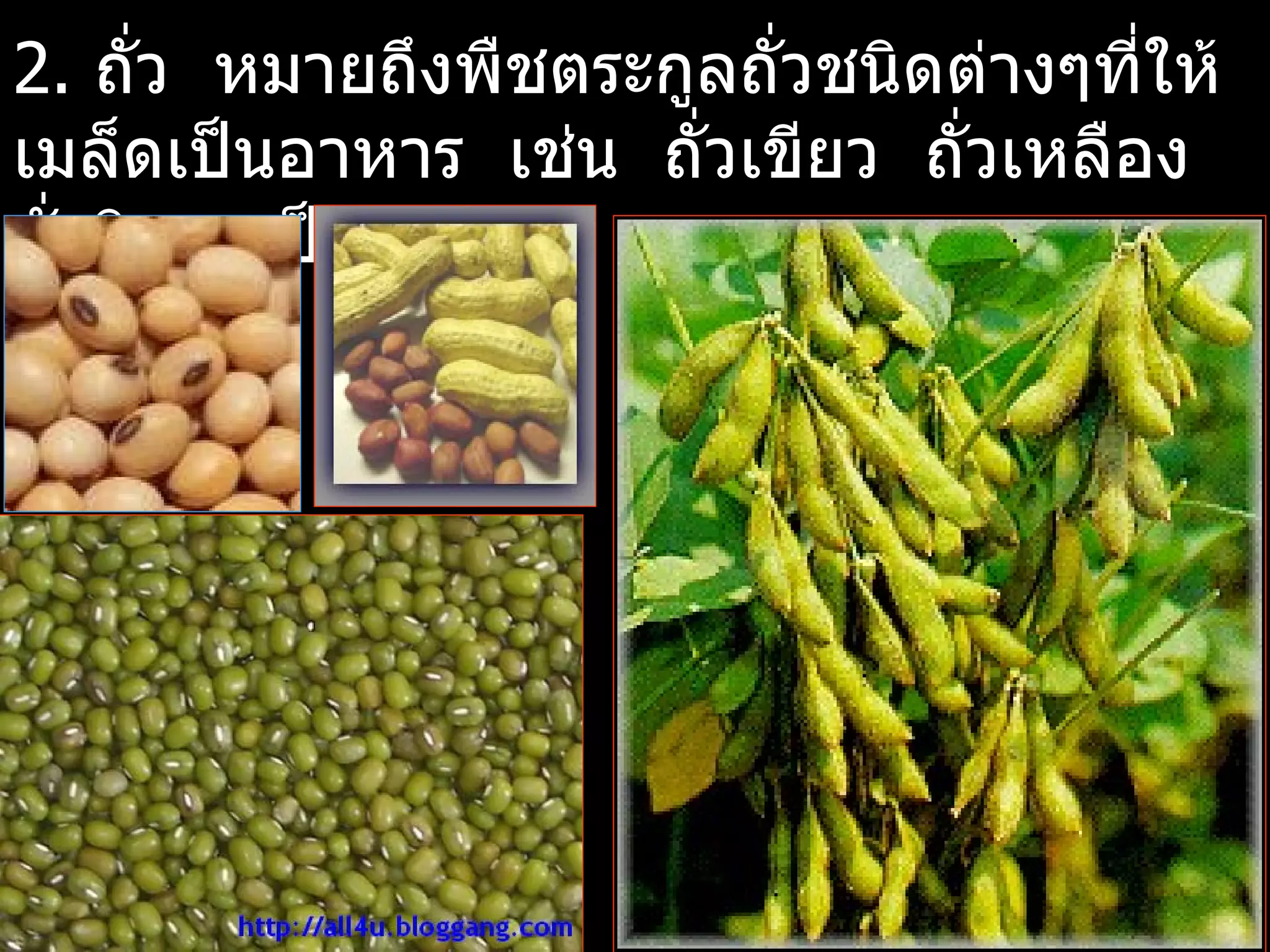 2. ถั่ว หมายถึงพืชตระกูลถั่วชนิดต่างๆที่ให้
เมล็ดเป็นอาหาร เช่น ถั่วเขียว ถั่วเหลือง
ถั่วลิสง เป็นต้น
 