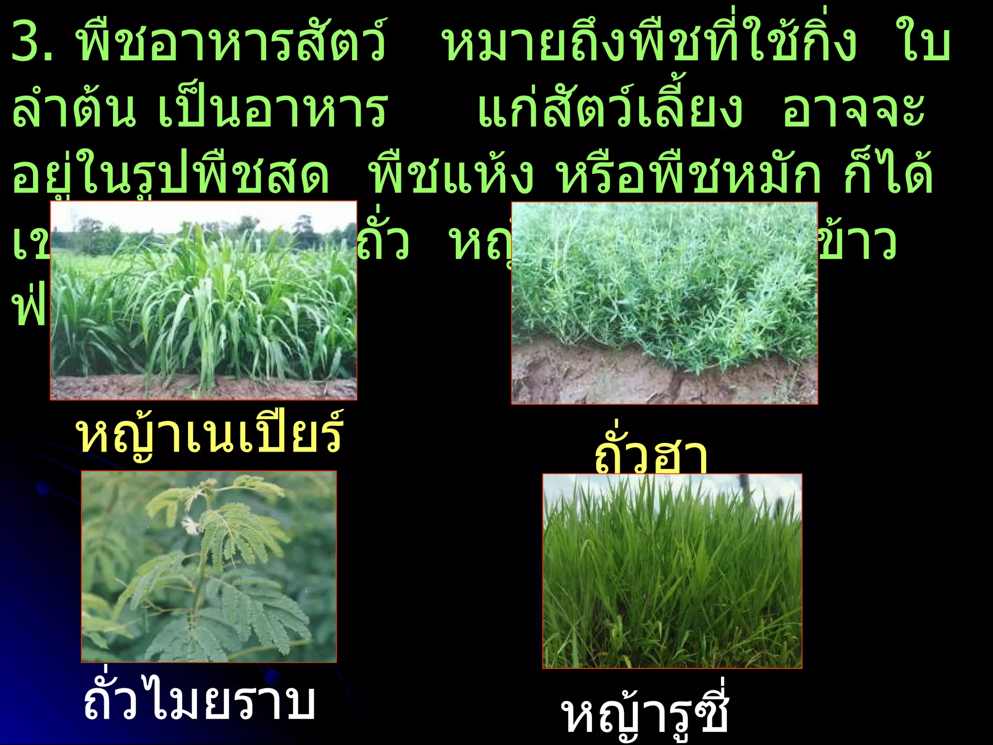 3. พืชอาหารสัตว์ หมายถึงพืชทีใช้กิ่ง ใบ
                                 ่
ลำาต้น เป็นอาหาร    แก่สตว์เลี้ยง อาจจะ
                        ั
อยู่ในรูปพืชสด พืชแห้ง หรือพืชหมัก ก็ได้
เช่น พืชตระกูลถั่ว หญ้า ข้าวโพด ข้าว
ฟ่าง เป็นต้น

  หญ้าเนเปียร์          ถั่วฮา
                        มาต้า


   ถั่วไมยราบ          หญ้ารูซี่
 